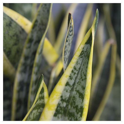 Snake Plant  - Sansaveria trifasciata 'Laurentii'