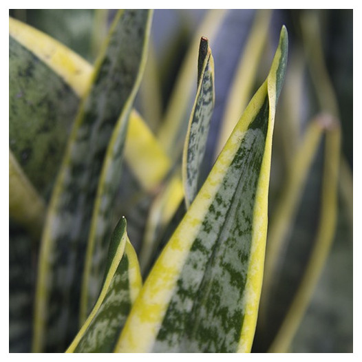 Snake Plant - Sansaveria trifasciata 'Laurentii'