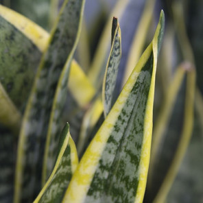 Snake Plant - Sansaveria trifasciata 'Laurentii'