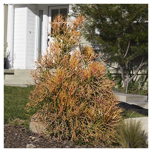 Red Pencil Plant  - Euphorbia tirucalli 'Sticks on Fire'