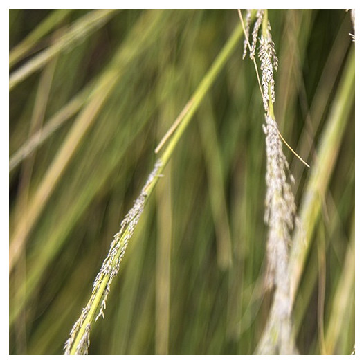 Deer Grass - Muhlenbergia rigens