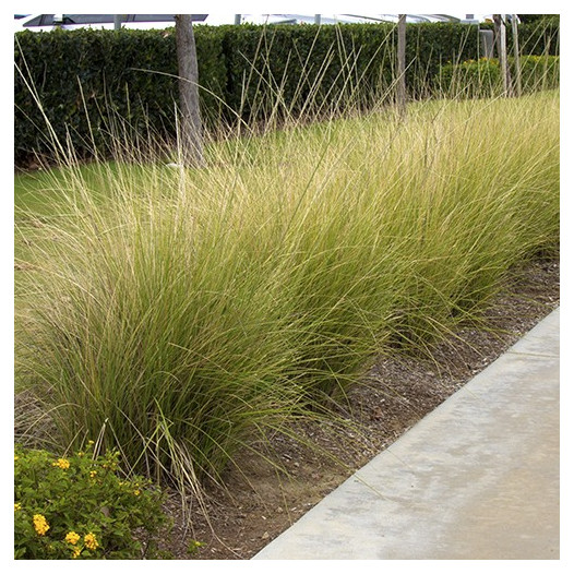 Deer Grass - Muhlenbergia rigens