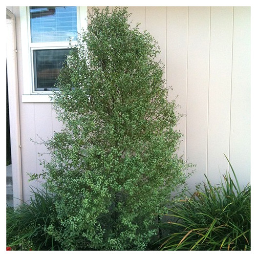 Silver Sheen Kohuhu  - Pittosporum tenuifolium 'Silver Sheen'