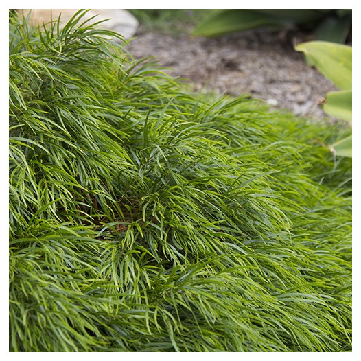 Little River Wattle - Acacia cognate 'Cousin It'