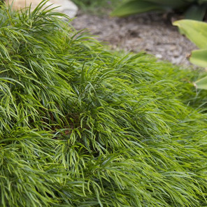 Little River Wattle - Acacia cognate 'Cousin It'