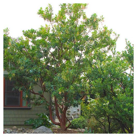 Marina Strawberry Tree  - Arbutus Marina