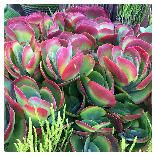 Paddle Plant - Kalanchoe luciae