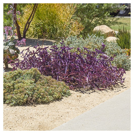 Purple Wandering Jew  - Tradescantia pallida 'Purple Heart'