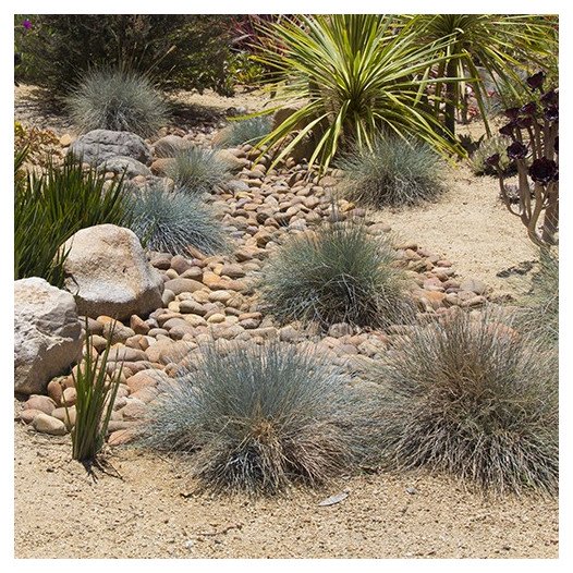 Blue Fescue - Festuca Glauca