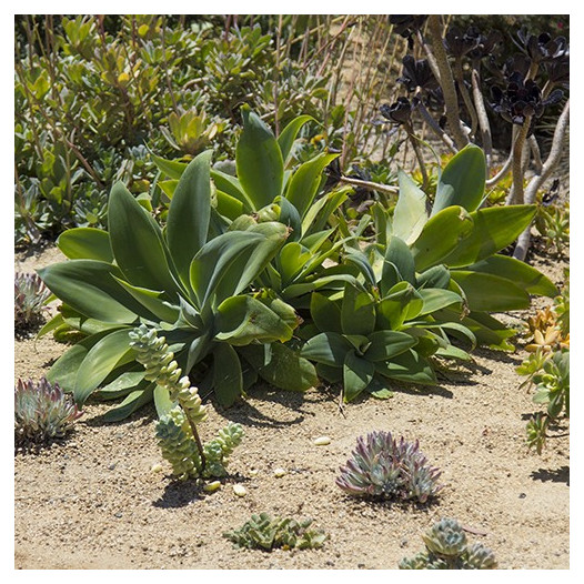 Fox Tail Agave - Agave attenuata