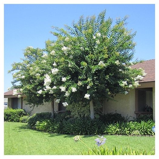 White Crape Myrtle  - Lagerstroemia 'Natchez'