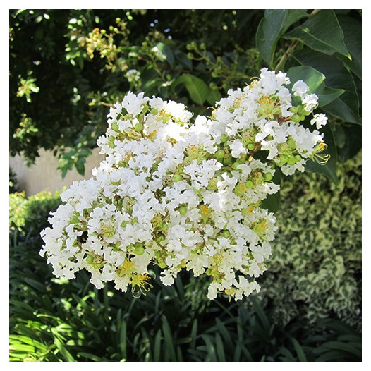 White Crape Myrtle  - Lagerstroemia 'Natchez'