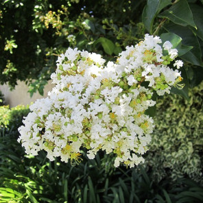 White Crape Myrtle - Lagerstroemia 'Natchez'