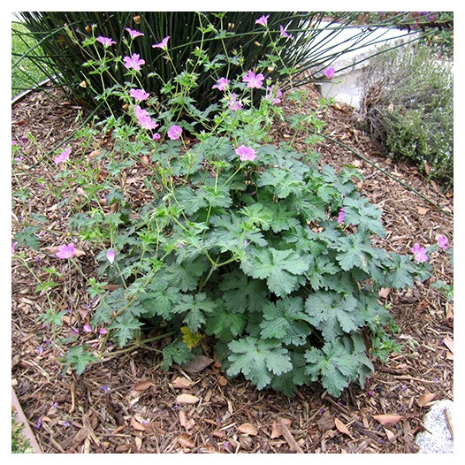 Bloody Cranesbill  - Geranium sanguineum