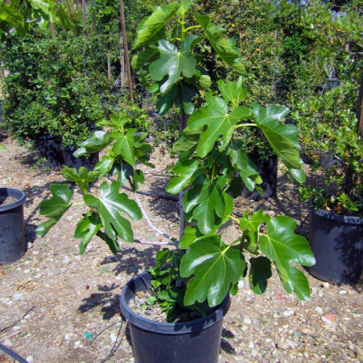Edible Fig Tree  - Ficus Carica