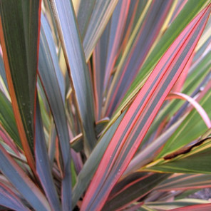 New Zealand Flax - Phormium Maori Chief