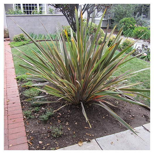 New Zealand Flax  - Phormium Maori Chief