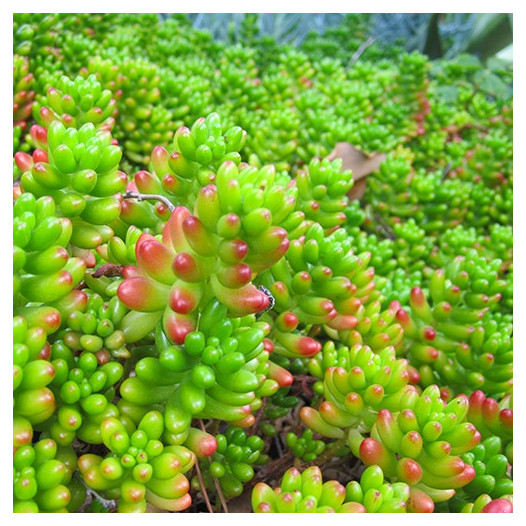 Pork and Beans Sedum  - Sedum rubrotinctum