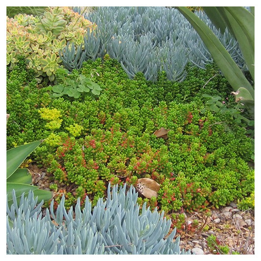 Pork and Beans Sedum  - Sedum rubrotinctum