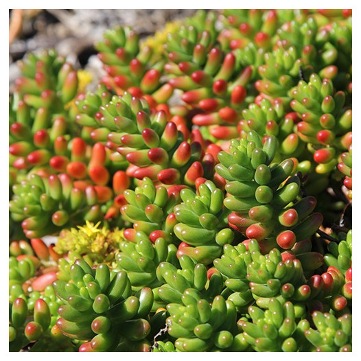 Pork and Beans Sedum  - Sedum rubrotinctum