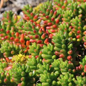 Pork and Beans Sedum - Sedum rubrotinctum