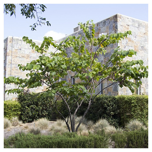 Western Redbud  - Multi-trunk Cercis occidentalis