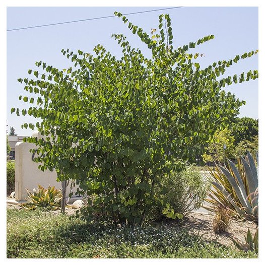 Western Redbud  - Multi-trunk Cercis occidentalis
