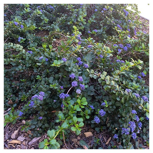 Pt. Reyes Ceanothus  - Ceanothus gloriosus Anchor Bay