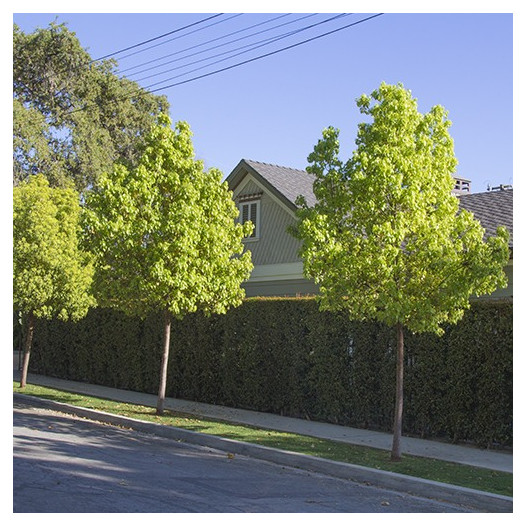 Camphor Tree - Cinnamomum camphora - Single Trunk