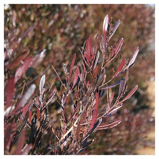 Purple Hopseed Bush  - Dodonaea Viscosa Purpurea