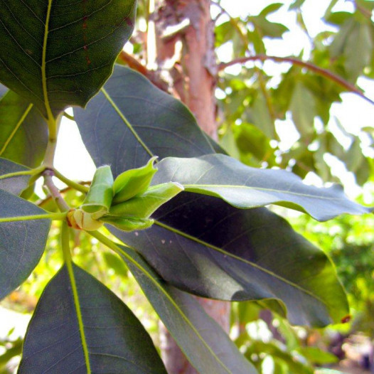 Brisbane Box - Tristania (Lophostemon) conferta