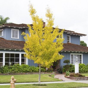 Maidenhair Tree (Ginkgo Tree) - Ginkgo Biloba