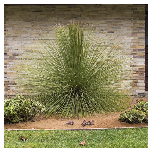 Mexican Grass Tree  - Dasylirion Longissimum