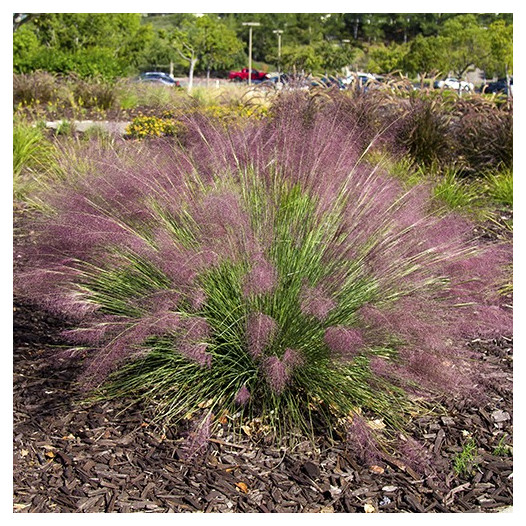 Pink Muhlygrass  - Muhlenbergia capillaris