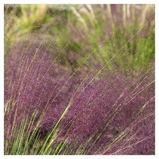 Pink Muhlygrass  - Muhlenbergia capillaris