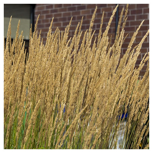 Feather Reed Grass  - Calamagrostis x Acutiflora 'Karl Foerster'