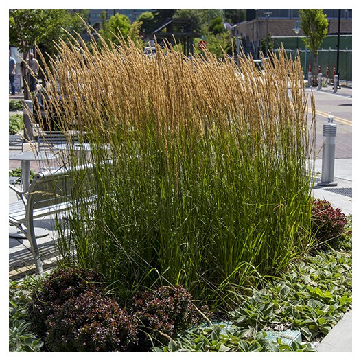 Feather Reed Grass  - Calamagrostis x Acutiflora 'Karl Foerster'