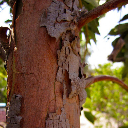 Brisbane Box - Tristania (Lophostemon) conferta