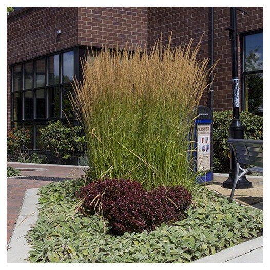 Feather Reed Grass - Calamagrostis x Acutiflora 'Karl Foerster'