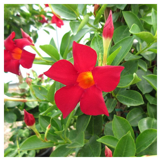 Red Mandavillea  - Dipladenia Rio 'Deep Red'