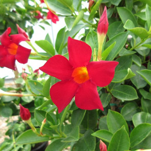 Red Mandavillea - Dipladenia Rio 'Deep Red'