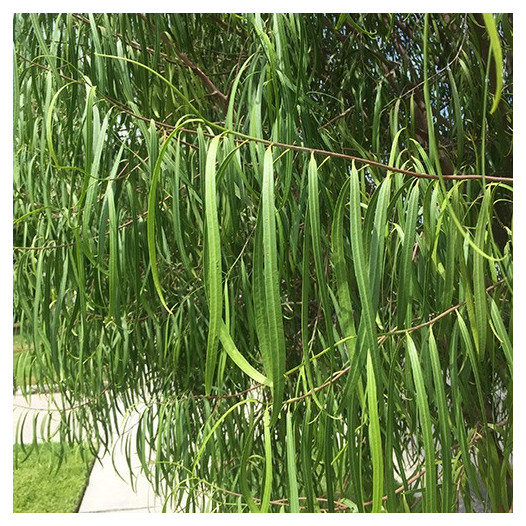 Australian Willow  - Geijera parviflora