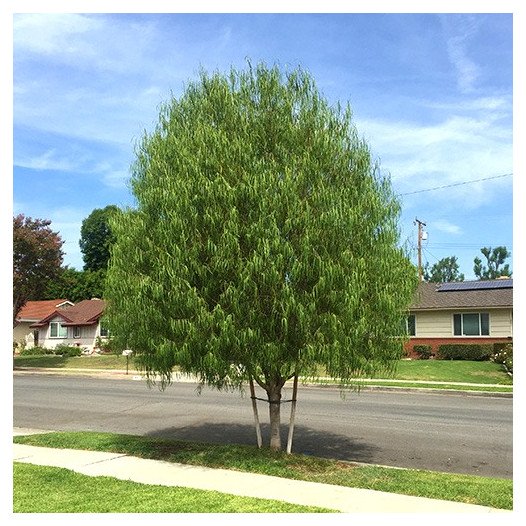 Australian Willow  - Geijera parviflora