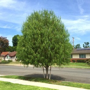 Australian Willow - Geijera parviflora