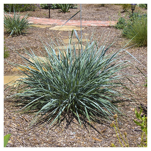 Canyon Prince Wild Rye  - leymus condensatus 'Canyon Prince'