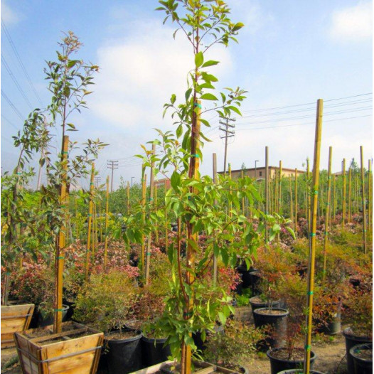 Brisbane Box - Tristania (Lophostemon) conferta