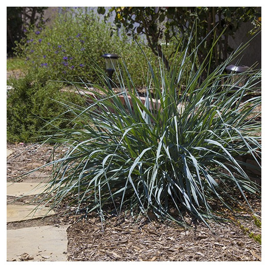 Canyon Prince Wild Rye  - leymus condensatus 'Canyon Prince'