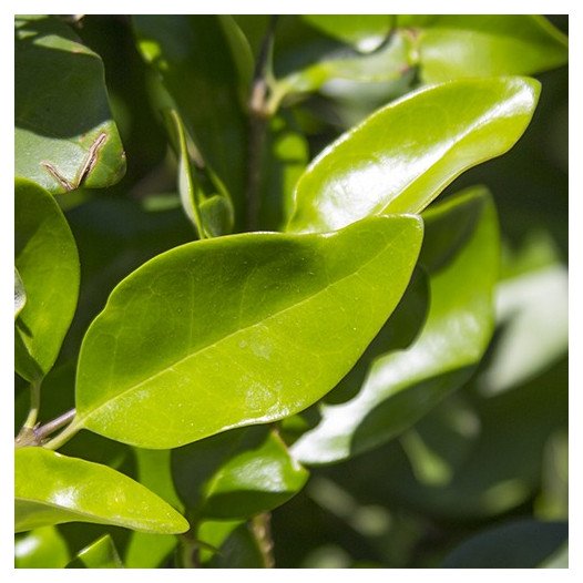 Waxleaf Privet (On Stake) - Ligustrum japonica Texanum