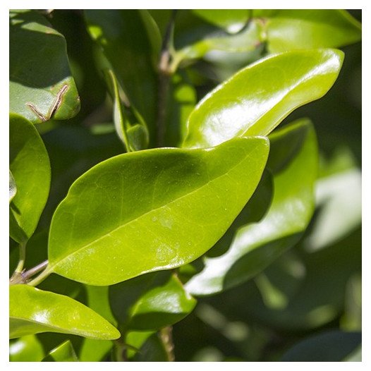 Waxleaf Privet (On Stake)  - Ligustrum japonica Texanum