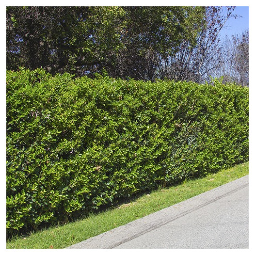 Waxleaf Privet (On Stake) - Ligustrum japonica Texanum